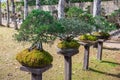 The small green bonsai trees Royalty Free Stock Photo