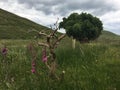 Small green bonzai growing in Irish pasture among hills