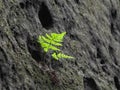 Small green bracken in sandstone wall. Natural detail