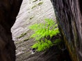Small green bracken in sandstone wall. Natural detail