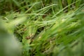 Small green brown grasshopper on a leaf on a lush meadw Royalty Free Stock Photo