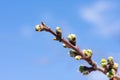 Small green burgeons of cherry tree in springtime