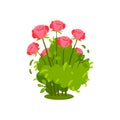 Small green bush with beautiful bright pink roses. Flowering plant. Garden flowers. Natural element. Flat vector icon Royalty Free Stock Photo