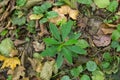 small green bush on dry leaves in the autumn forest Royalty Free Stock Photo