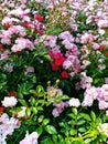 Small green bush full of colorful pink red and white tiny flowers Royalty Free Stock Photo