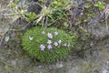 Small green bush with purple flowers in the the Austrian Alps.Hiking travel outdoor concept, journey in the mountains, Kals am