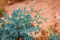 Small green bush on red clay dry soil in the mountains, close-up. Amazing flora of the Asian steppes. Natural backgrounds Royalty Free Stock Photo