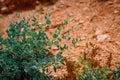 Small green bush on red clay dry soil in the mountains, close-up. Amazing flora of the Asian steppes. Natural backgrounds Royalty Free Stock Photo