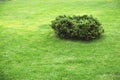 Small green bush