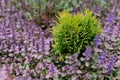 Small green bush among violet flowers Royalty Free Stock Photo