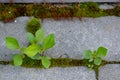 small green bushes of a tree sprout in a gap between concrete paving slabs. Ecology, plant struggle for life Royalty Free Stock Photo