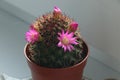 A small green cactus with cute pink flowers. Blooming succulent. A houseplant with sharp needles