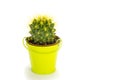 Small green cactus in a decorative bucket isolated on a white ba Royalty Free Stock Photo