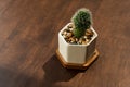 Small green cactus plant in white pot on wood table garden home decoration background Royalty Free Stock Photo