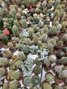 Small green cactus in pots in a flower shop Royalty Free Stock Photo