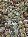 Small green cactus in pots in flower shop Royalty Free Stock Photo