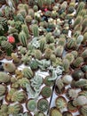 Small green cactus in pots are sold in a flower shop Royalty Free Stock Photo