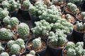 Small green cactus selective focus in flowerpot houseplant