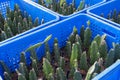 Small green cactus selective focus in flowerpot houseplant inside basket