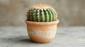 Small Green Cactus in Terracotta Pot on Grey Background Royalty Free Stock Photo