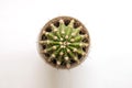 Small cactus on white background. Top view. Free space.