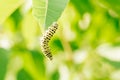 Small green caterpillar with black stripes and orange dots crawls actively along large green leaf of bush in garden Royalty Free Stock Photo