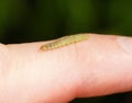 Small green caterpillar crawling on a finger tip