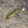 Small green caterpillar crawling on a sandstone surface