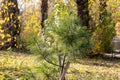 Small green cedar tree with yellow leaves and wooden sticks is on the green grass with yellow leaves background in a park in Royalty Free Stock Photo