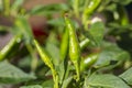 small green chillies also known as Capsicum annuum (chilli peppers) and Capsicum frutescens growing on tree. Royalty Free Stock Photo