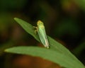 Green Cicada on a green leaf