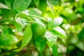 Small green citrus fruit on tree with green leaves in sunshine Royalty Free Stock Photo