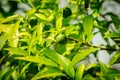 Small green citrus lime fruit on tree with green leaves in sunshine Royalty Free Stock Photo