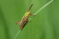 A small green common grasshopper Pseudochorthippus parallelus sits on a blade of grass outdoors against a green background Royalty Free Stock Photo