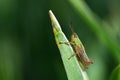 A small green common grasshopper Pseudochorthippus parallelus sits on a blade of grass outdoors against a green dark background Royalty Free Stock Photo