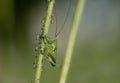 a small green common grasshopper sits on a stalk of grass. Lots of aphids hanging from the stem. The locust is an enemy of aphids Royalty Free Stock Photo