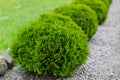 A small green coniferous bush. round thuja.