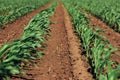 Small green corn crop plants swaying in wind in cultivated agricultural field