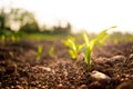 Small green corn plant healthy growing in field in the countryside at sunset in springtime Royalty Free Stock Photo