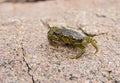 Small green crab Royalty Free Stock Photo