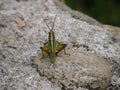 Small green cricket Royalty Free Stock Photo