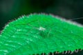 Small and green cricket Grylloidea Royalty Free Stock Photo