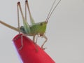 Small green cricket