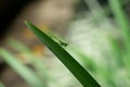 small green cricket perched on a long green leaf Royalty Free Stock Photo