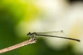 Small green damselfly Ceriagrion tenellum