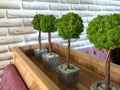 Small green decorative tree growing in the room