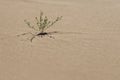 Small green desert plant growing in sand in the Sahara desert