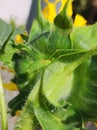 Small green detailed grasshopper on sunflower