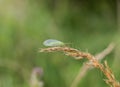 Small green Ephemeroptera mayfly insect on the grass