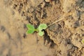 A small green fenugreek plant emerged from the earth and drops of dew water were lying on the plant Royalty Free Stock Photo